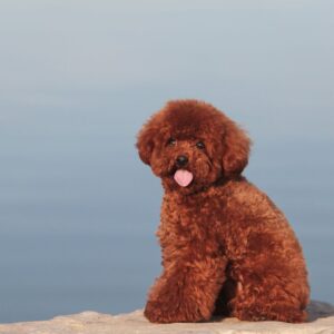 tipos de caniche