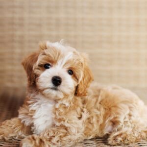 maltipoo adulto tamaños