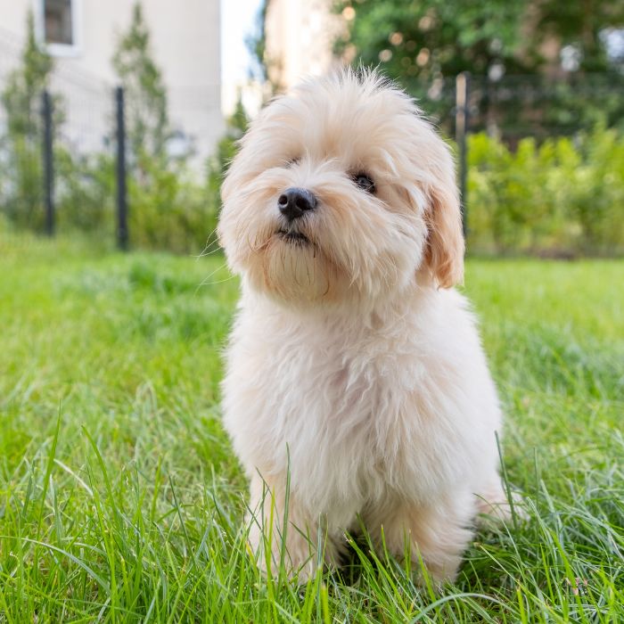 maltipoo colores 5