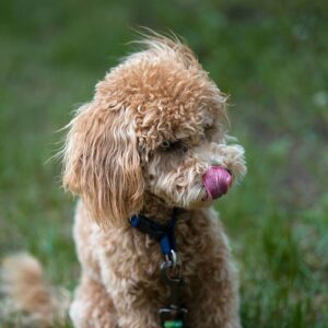 caniche toy hembra
