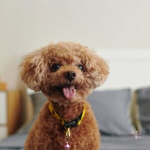 corte caniche toy