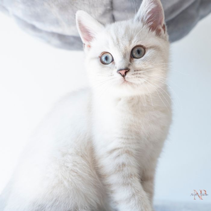 British Shorthair precio