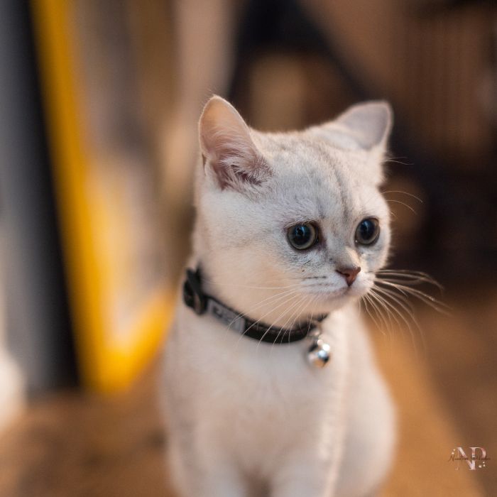 Khao manee gato Khao manee gato