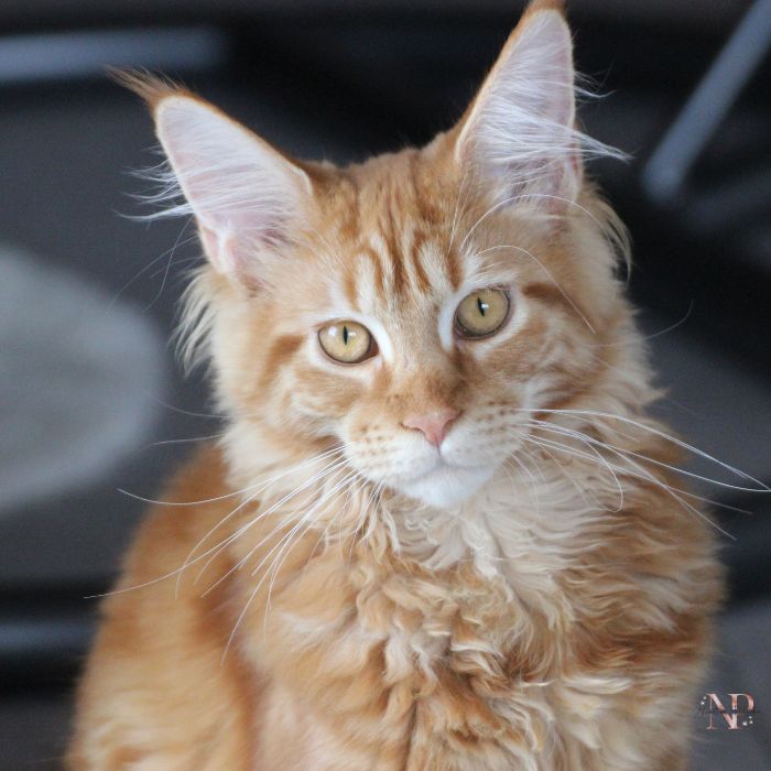 Main Coon3