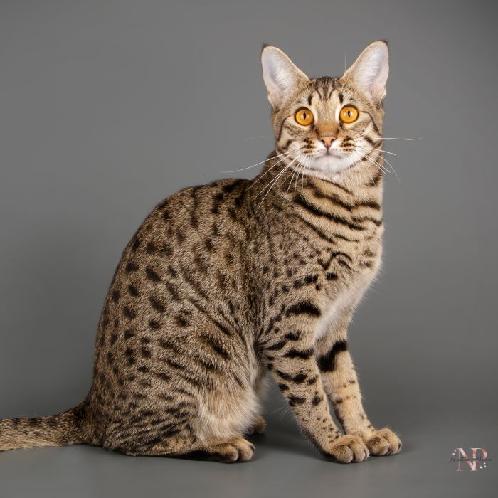 Savannah gato Savannah gato