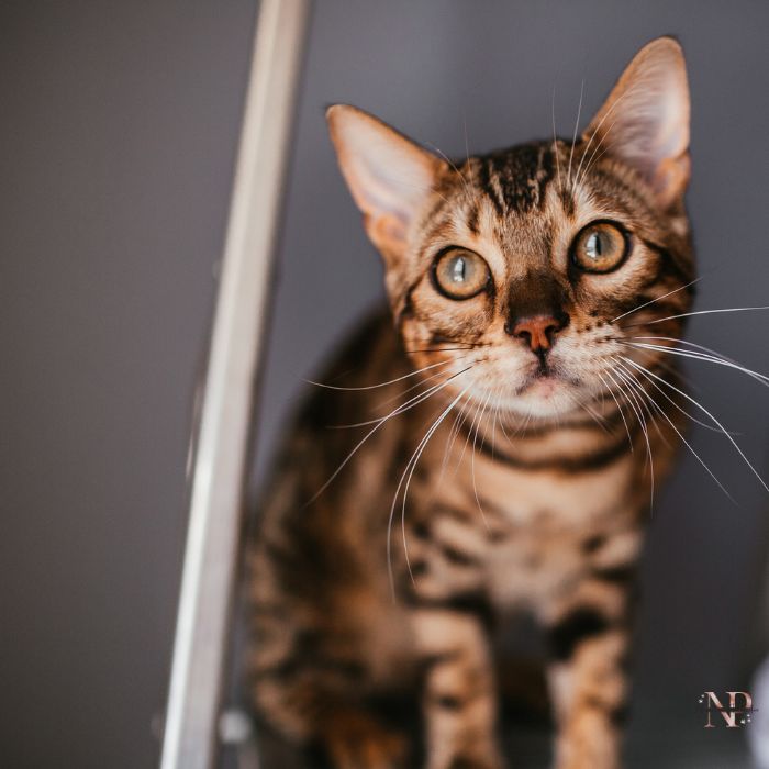 Toyger gato Toyger gato