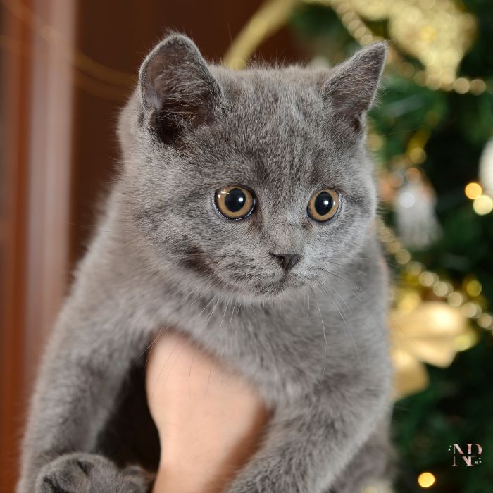 Venta de gato azul