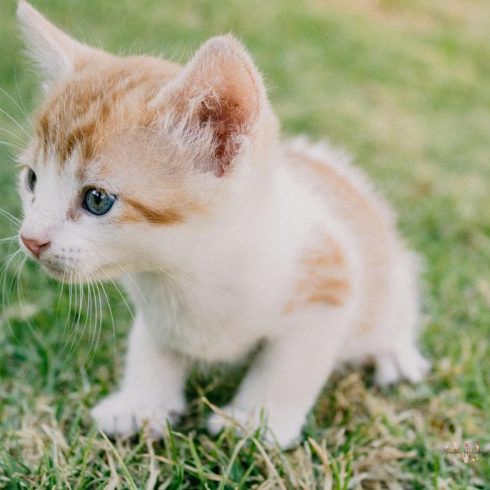 cachorro gato 1 cachorro gato 1