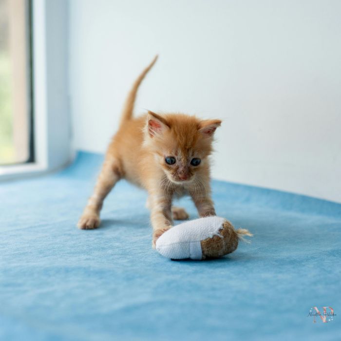 cachorro gato 3 cachorro gato 3
