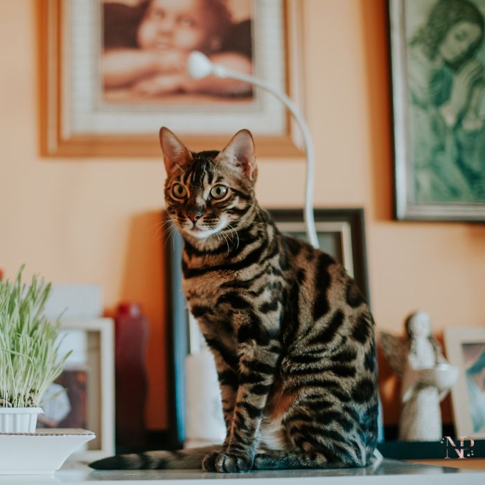 comprar gato bengali comprar gato bengali