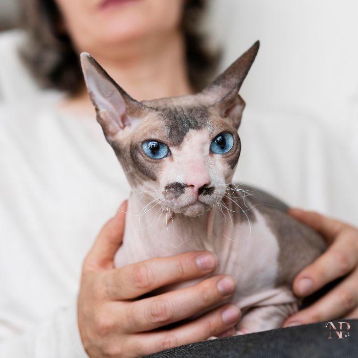 comprar gato egipcio comprar gato egipcio
