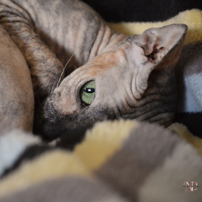 comprar gato esfinge comprar gato esfinge