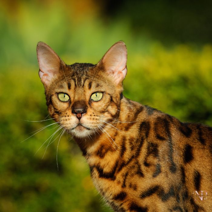 criadero gato bengali criadero gato bengali