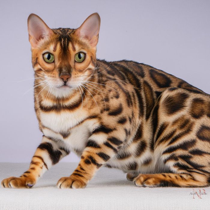 criador gato Begalí criador gato Begalí