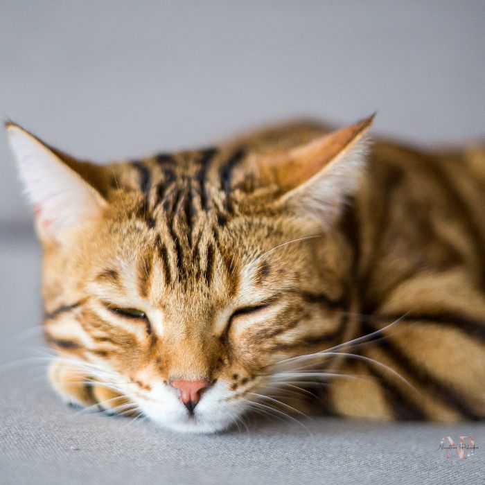 criadores gato Begalí criadores gato Begalí