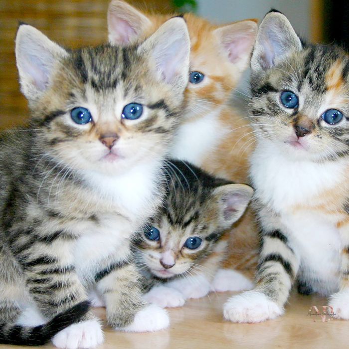 gatito 2 gatito 2