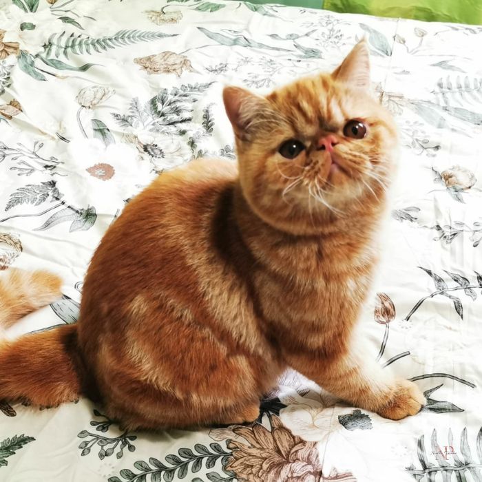 gatito persa gatito persa