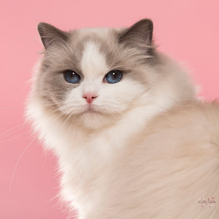 gatito ragdoll 4