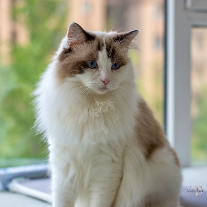 gatito ragdoll gatito ragdoll