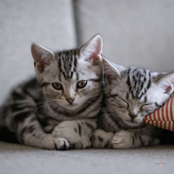 gatitos precio gatitos precio