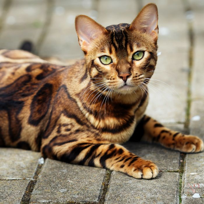 gato Ashera gato Ashera