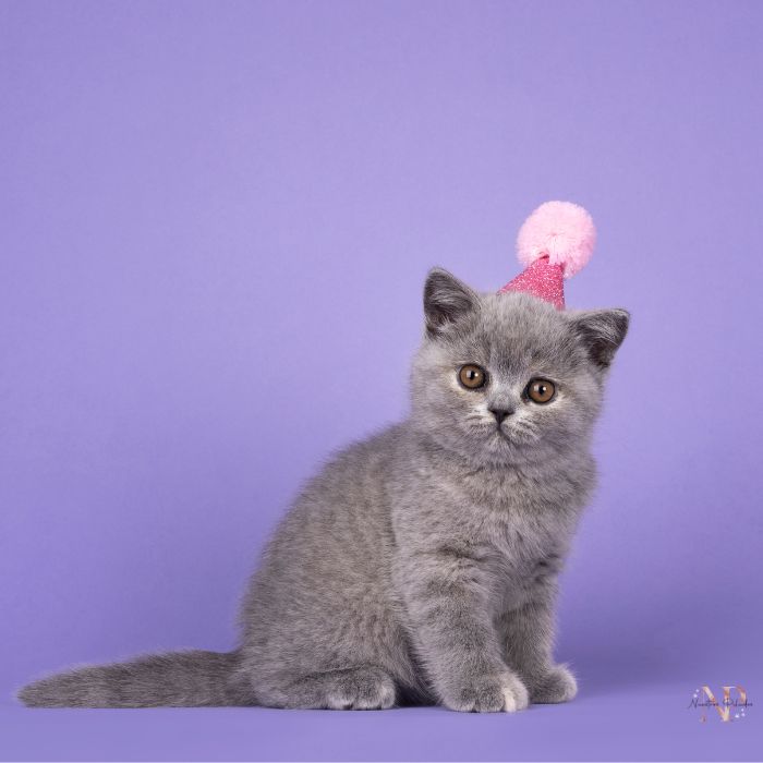 gato British Shorthair 2