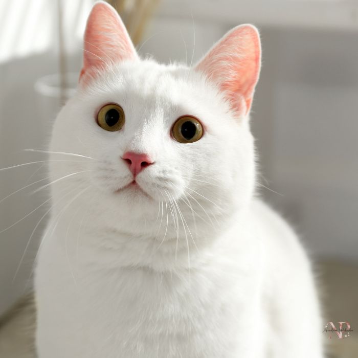 gato Khao manee gato Khao manee