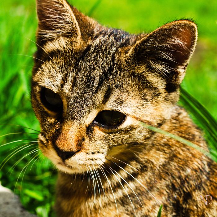 gato asiatico leopardo gato asiatico leopardo