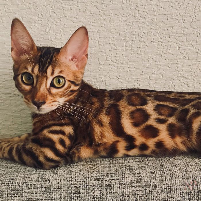 gato bengali cachorro gato bengali cachorro