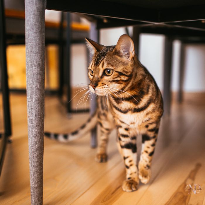 gato bengali cuanto cuesta gato bengali cuanto cuesta