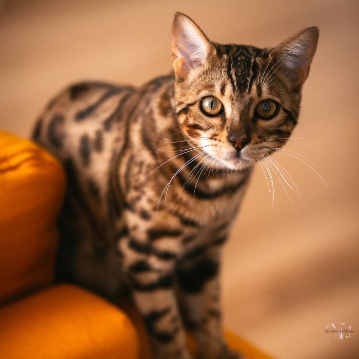 gato bengali precio gato bengali precio