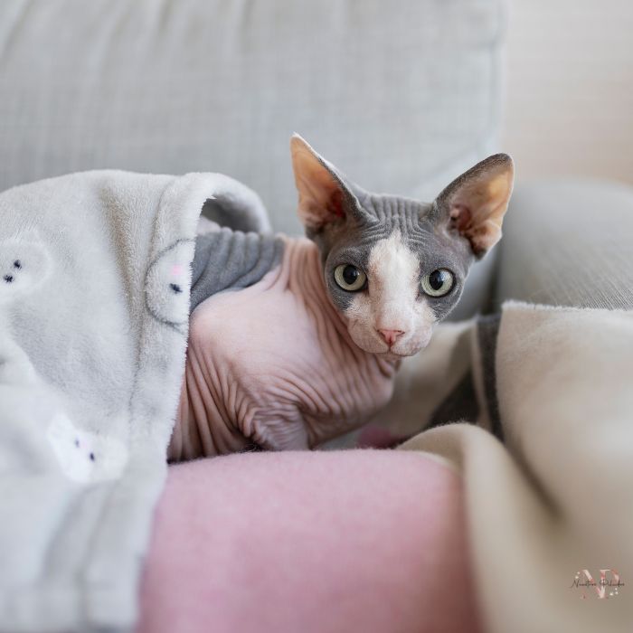 gato egipcio cuanto cuesta gato egipcio cuanto cuesta