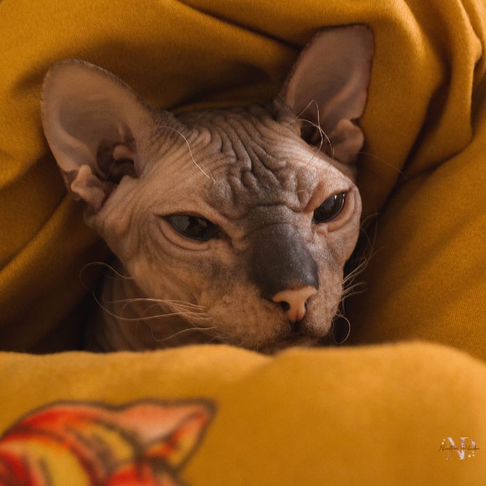 gato esfinge 2 gato esfinge 2