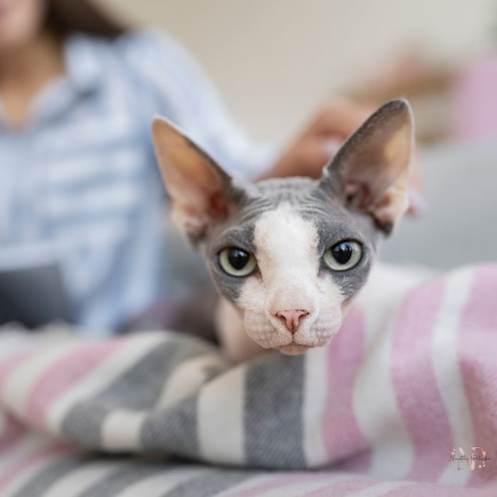 gato esfinge 5 gato esfinge 5