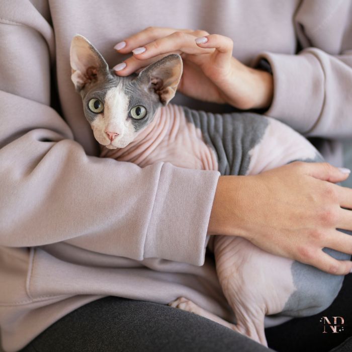 gato esfinge 7 gato esfinge 7