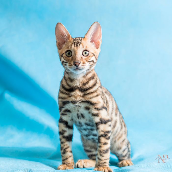 gato que parece un leopardo gato que parece un leopardo
