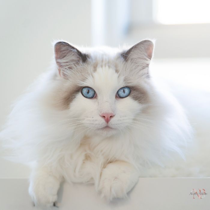 gato ragdoll precio