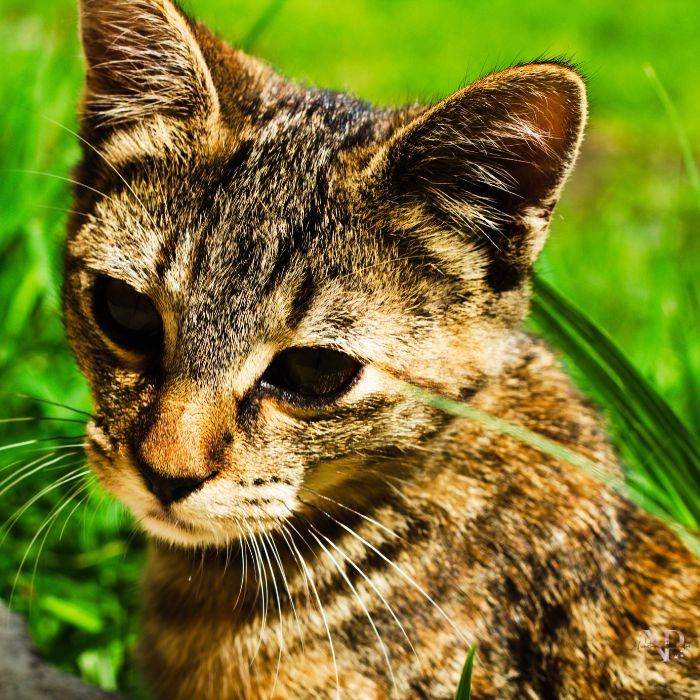 gato savannah gato savannah