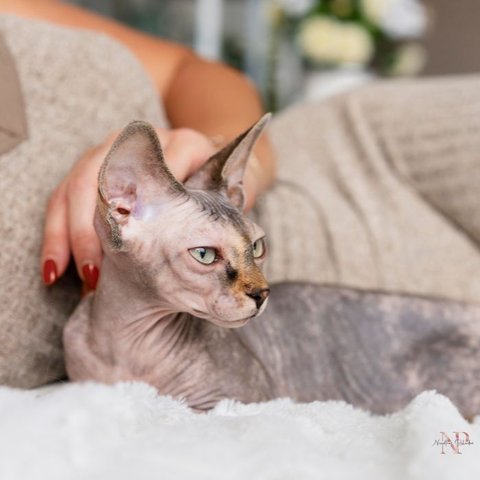 gato sin pelo precio gato sin pelo precio