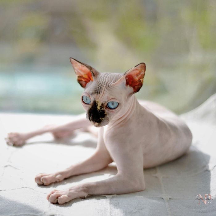gato sin pelo gato sin pelo