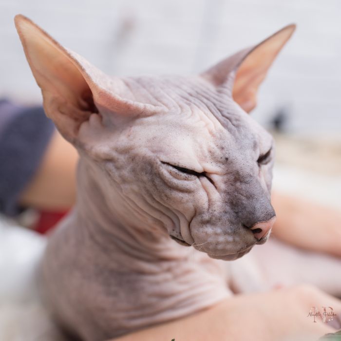 gato sphynx comprar gato sphynx comprar