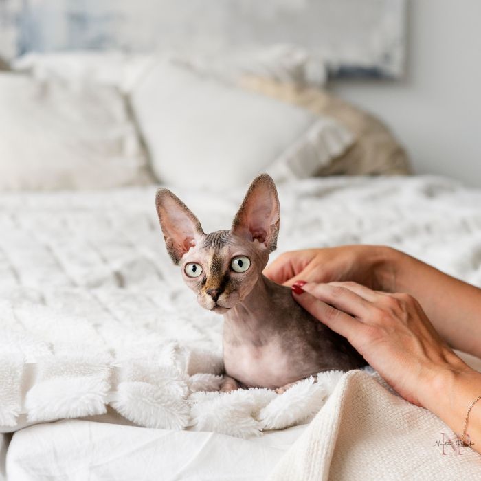 gato sphynx precio gato sphynx precio
