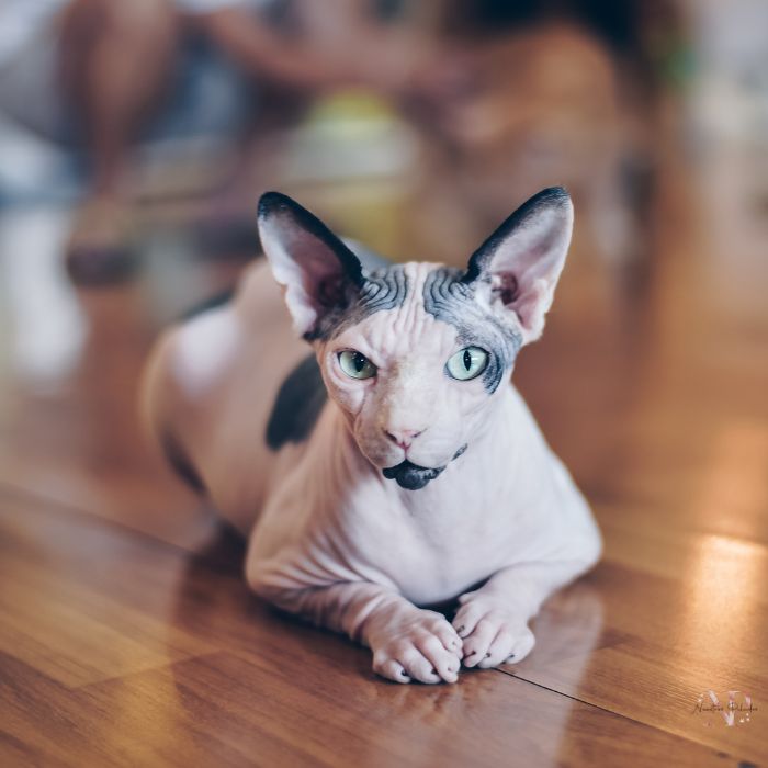 gato sphynx gato sphynx