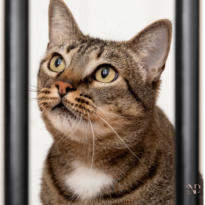 criadores toyger