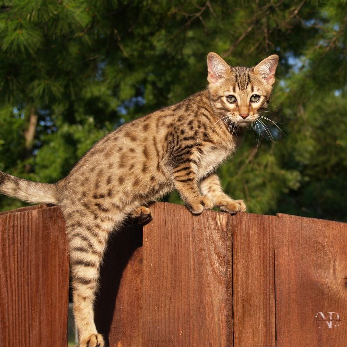 gato de la savannah