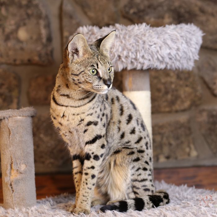 gato savannah f1