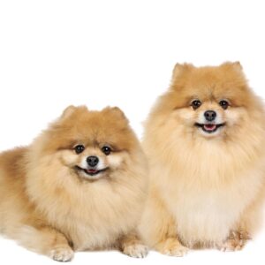 pomeranias tamaño grande