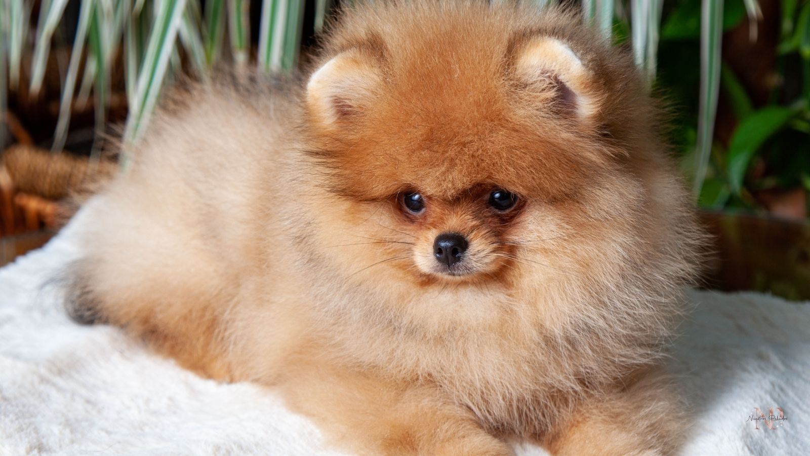 corte pomerania