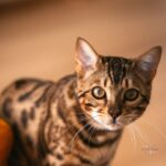 gato ashera