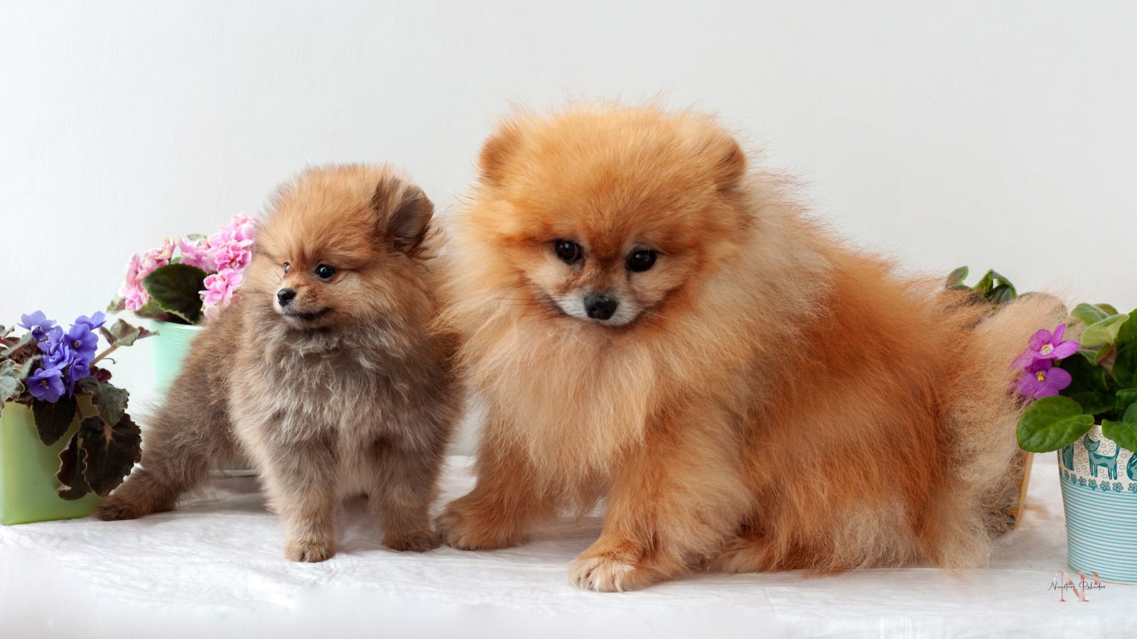 lineas del pomerania cachorros